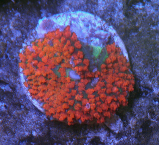 Fireball Red Sanctithomae St Thomas Mushroom Bounce Coral Reef Aquarium