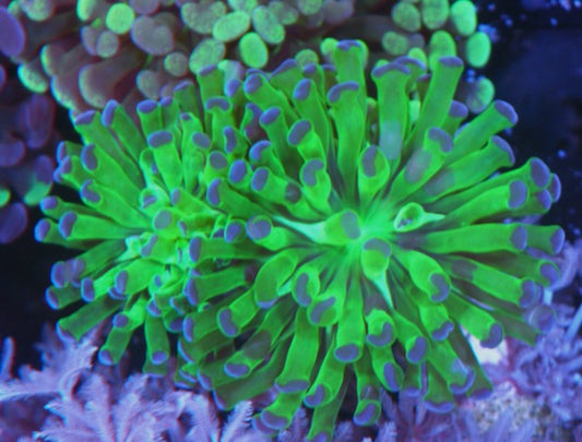 Green with Violet Tips Hammer Frogspawn Euphyllia Coral Reef Aquarium