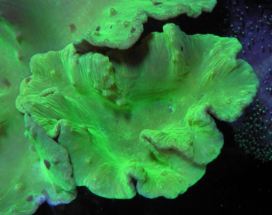 Green Cabbage Leather Reef Aquarium Beginner