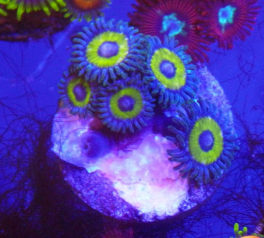 Yellow Submarine Zoanthids Reef Aquarium