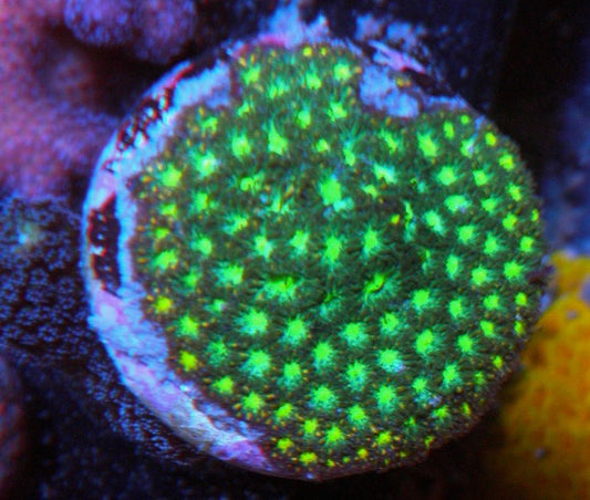 Alien Fire Leptastrea Coral - Reef Gardener