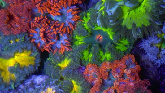 Alien Flower Rock Anemone Saltwater Coral Reef Aquarium - Reef Gardener