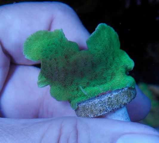 Alien Green Pavona Cactus Coral Beginner SPS Reef Aquarium 2 - Reef Gardener