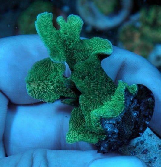 Alien Green Pavona Cactus Coral Beginner SPS Reef Aquarium 3 - Reef Gardener