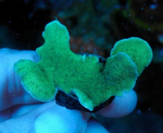 Alien Green Pavona Cactus Coral Beginner SPS Reef Aquarium 4 - Reef Gardener