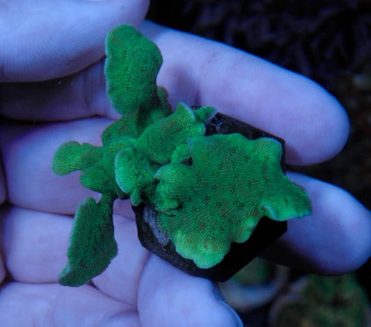 Alien Green Pavona Cactus Coral Beginner SPS Reef Aquarium - Reef Gardener