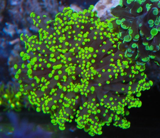 Alien Lemon Yameyaensis Frogspawn LPS Reef Aquarium - Reef Gardener