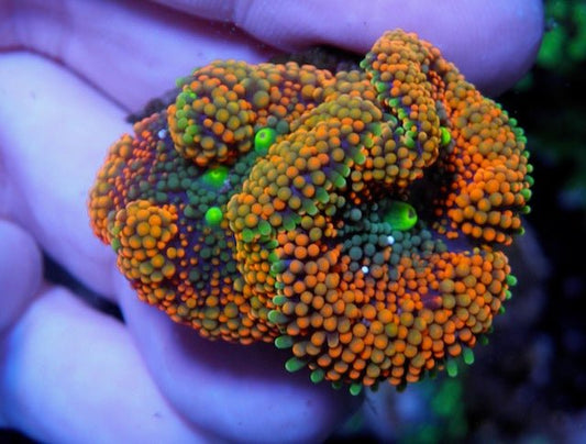 Ambrosia Rainbow ricordea coral - Reef Gardener