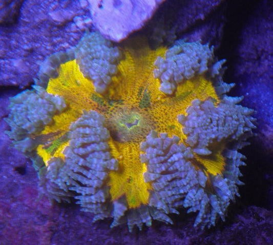 Apollo Gold Yellow Flower Rock Anemone Build Your Own Pack Coral Reef - Reef Gardener