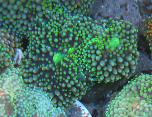 Apple Glow ricordea coral reef aquarium fish tank - Reef Gardener