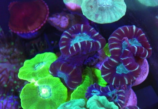 Aqua Eyes with Gold Rim Trumpet Coral Beginner LPS - Reef Gardener