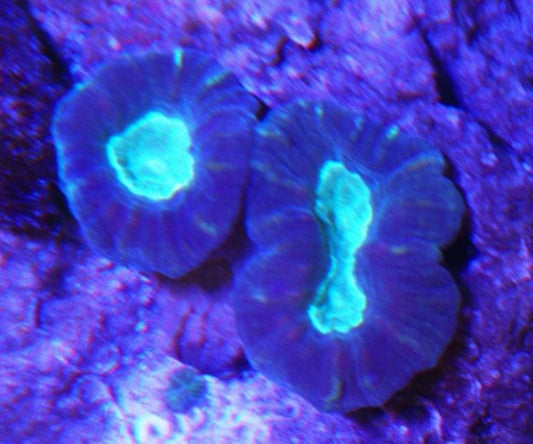 Aqua Eyes with Purple Rim Trumpet Coral Beginner LPS Aquarium - Reef Gardener