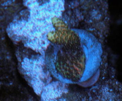 Aqua SD Rainbow Acropora Millepora SPS Coral Reef - Reef Gardener