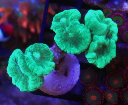 Aquamarine Trumpet Coral Beginner LPS Saltwater Aquarium - Reef Gardener
