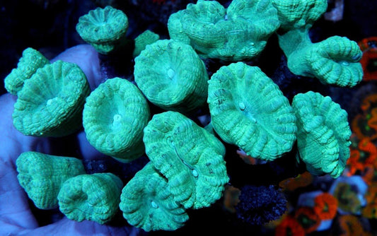 Aquamarine Trumpet Coral Coral Reef Saltwater Aquarium Beginner LPS 2 - Reef Gardener