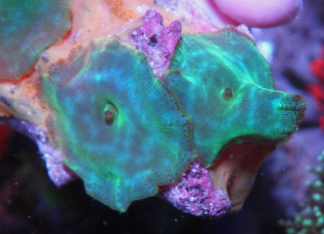 Aquamarine Turquoise Discosoma Mushrooms Reef Aquarium - Reef Gardener