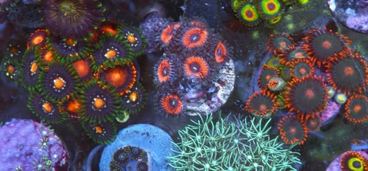 Armor of God Pink Zoanthids Saltwater Reef Tank Aquarium - Reef Gardener