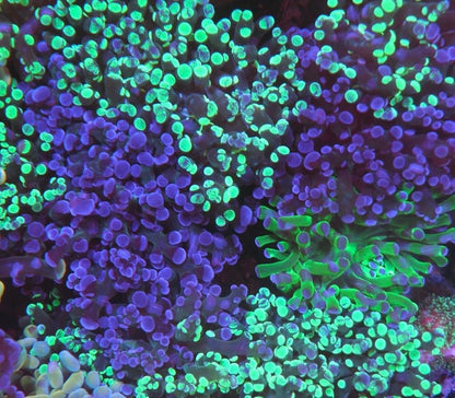 Awesome Violet Rose and Toxic Bicolor Frogspawn Coral Reef Aquarium - Reef Gardener