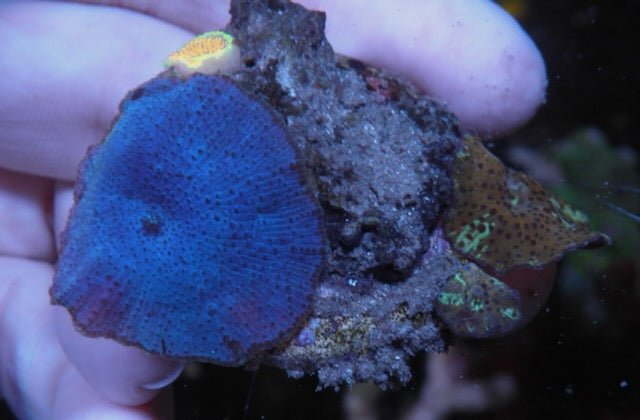 Azure Blue Discosoma Mushrooms Beginner Coral Reef - Reef Gardener