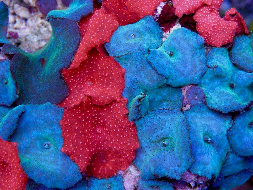 Azure Blue Discosoma Mushrooms Beginner Coral Reef - Reef Gardener