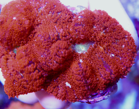 Bali Red Mini Carpet Anemone Soft Coral Reef Aquarium Saltwater - Reef Gardener