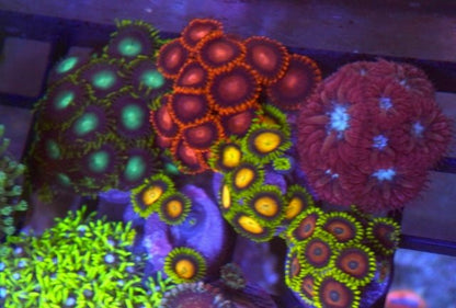Bambam Zoanthids Big Saltwater Aquarium Coral Reef Zoa Beginner - Reef Gardener
