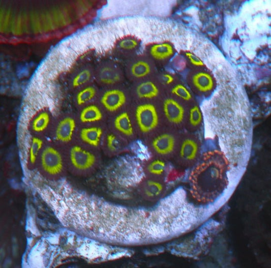 Belladonna Vulcan Blood Zoanthids Coral Reef Aquarium Zoa - Reef Gardener