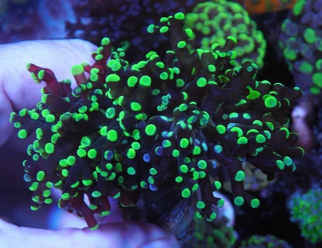 Bicolor Toxic Green and Violet Splatter Frogspawn 2 heads - Reef Gardener