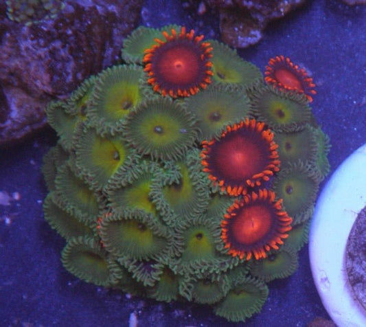 Big Captain Jerk Palythoa Bambam Orange Zoanthids Reef Aquarium - Reef Gardener