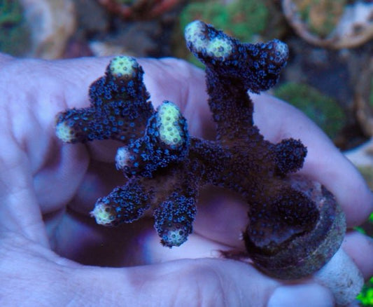 Big Fuzzy ORA Purple Blue Stylophora Acropora Coral Reef Fish Tank - Reef Gardener
