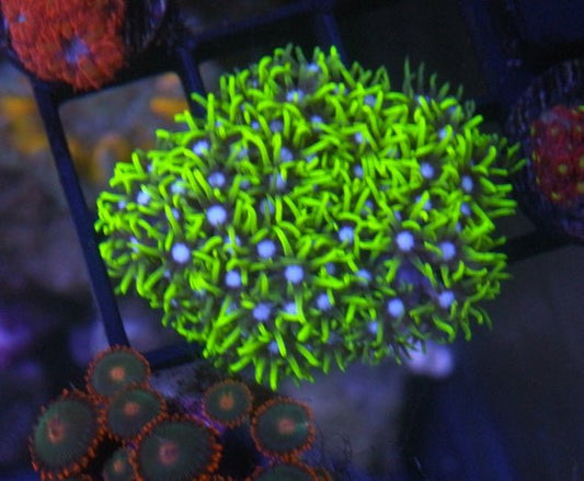Big Neon Green Star Polyps Zoanthid Coral Reef Saltwater Aquarium - Reef Gardener