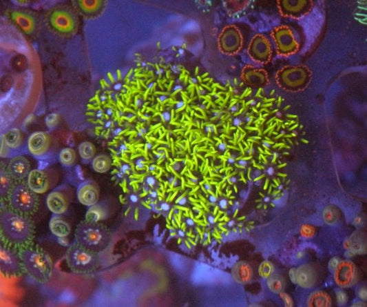 Big Neon Green Star Polyps Zoanthid Coral Reef Saltwater Aquarium 2 - Reef Gardener