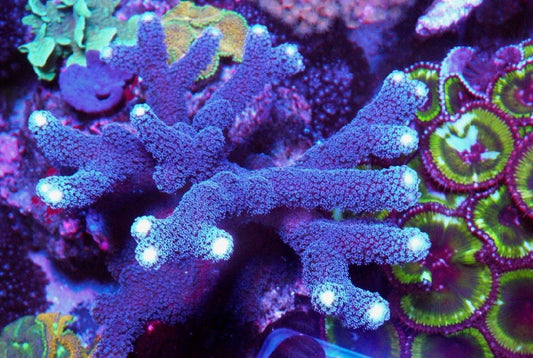 Big ORA Purple Blue Stylophora SPS Coral Reef Aquarium - Reef Gardener