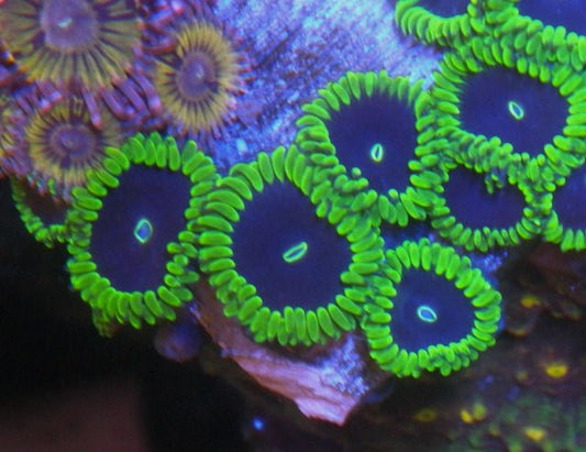 Big Purple People Eater Zoanthids Coral Reef Aquarium Fish Tank - Reef Gardener