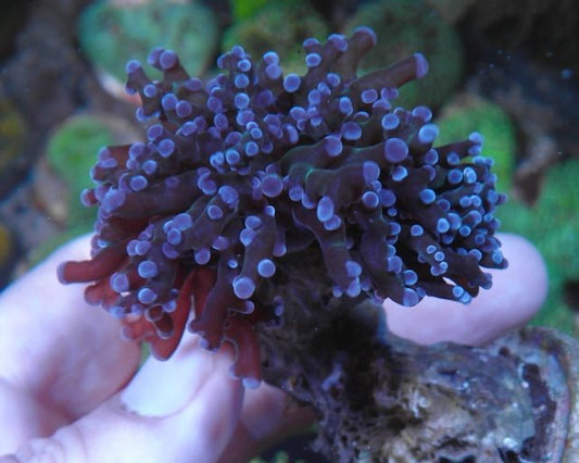 Big Rose Violet Tips Frogspawn Tank-raised Aquarium Coral Reef - Reef Gardener
