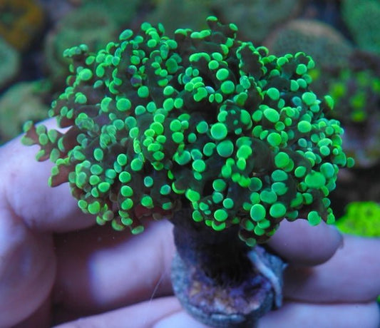 Big Space Invader Frogspawn LPS Coral Reef Saltwater Aquarium Euphyllia - Reef Gardener