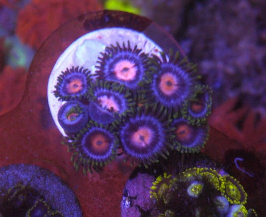 Blowpop Pink Zoanthids Coral Reef Aquarium Fish Tank 2 - Reef Gardener