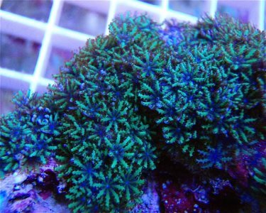 Blue Green Sympodium Softy Beginner Zoanthids Coral Reef Aquarium - Reef Gardener