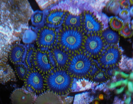 Blue Hornets Zoanthids Coral Reef Saltwater Aquarium 2 - Reef Gardener