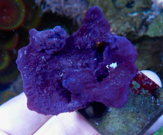 Blue Layercake Sponge Photosynthetic Coral Reef Aquarium Nemo - Reef Gardener