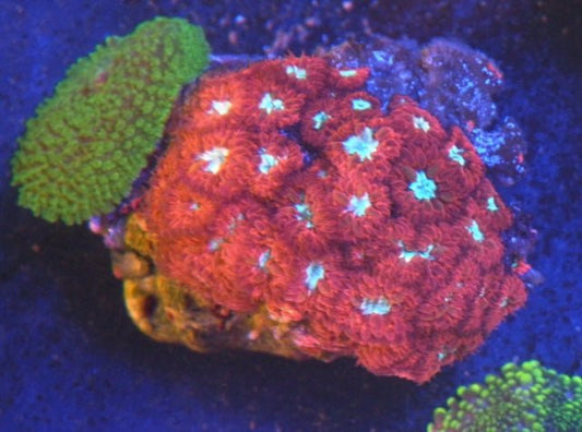 Blue Raven Red Blastomussa merletti LPS Coral Coral Reef Aquarium - Reef Gardener