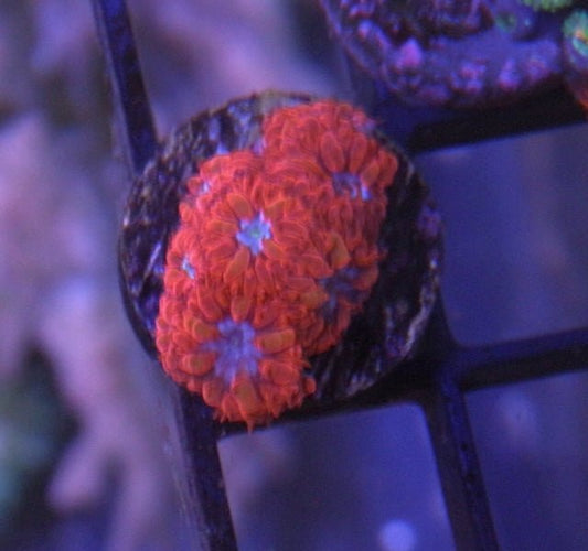 Blue Raven Red Blastomussa merletti LPS Coral Coral Reef Aquarium 2 - Reef Gardener