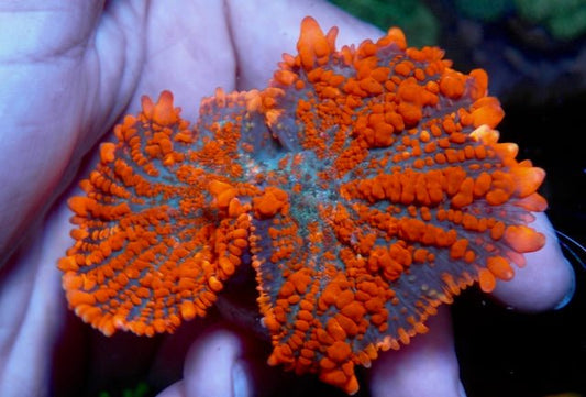 Bouncing Forest Fire Orange Rhodactis Mushroom Coral Reef Aquarium - Reef Gardener