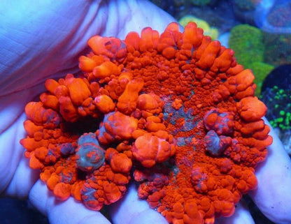 Bouncing Forest Fire Orange Rhodactis Mushroom Coral Ref Aquarium - Reef Gardener
