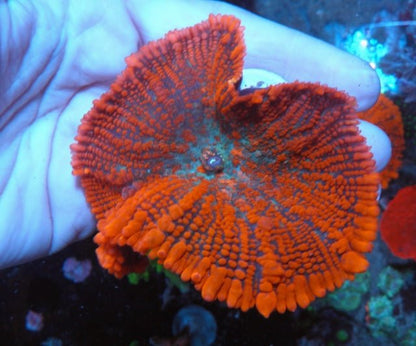 Bouncing Forest Fire Orange Rhodactis Mushroom Coral Ref Aquarium - Reef Gardener