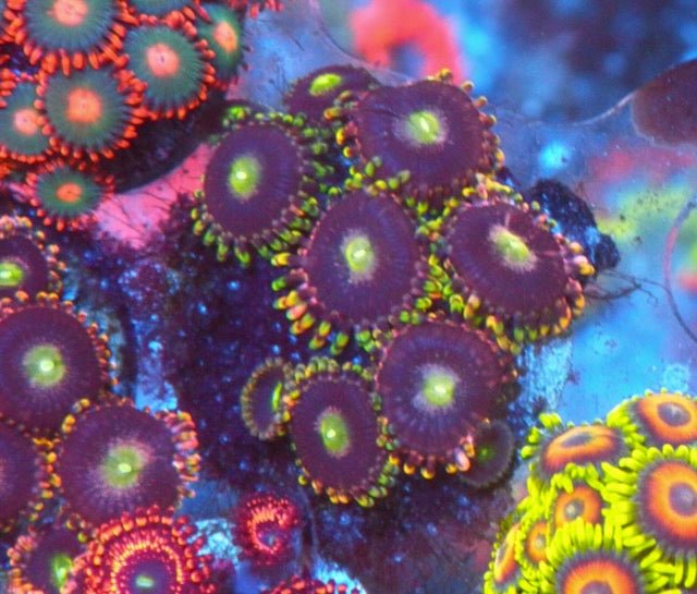 Bozo Birthday Rainbow Zoanthids Coral Reef Aquarium Fish Tank - Reef Gardener