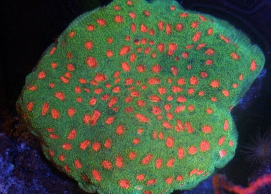 Bubblegum Monster Chalice LPS Coral Reef Aquarium Saltwater - Reef Gardener