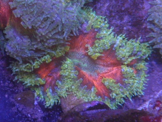 Candy Apple Flower Rock Anemone Saltwater Reef Aquarium - Reef Gardener