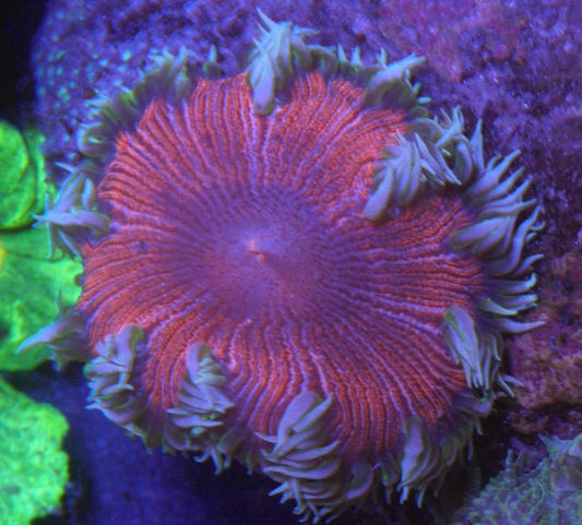 Candycane Pinstripes Flower Rock Anemone Saltwater Aquarium - Reef Gardener