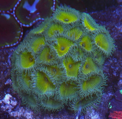 Captain Jerk Green Gold Palythoa Zoanthids Coral Reef Saltwater Aquarium - Reef Gardener